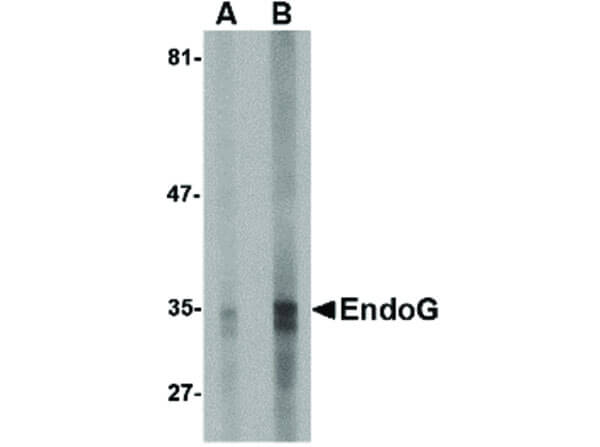 Western Blot of EndoG Antibody
