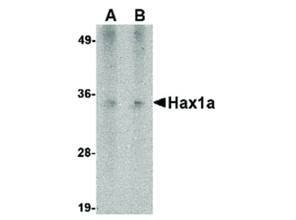 Western Blot of Hax1a Antibody
