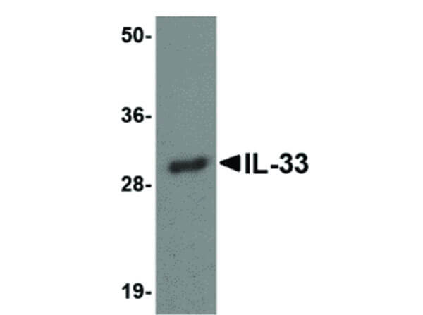 Western Blot of IL-33 Antibody