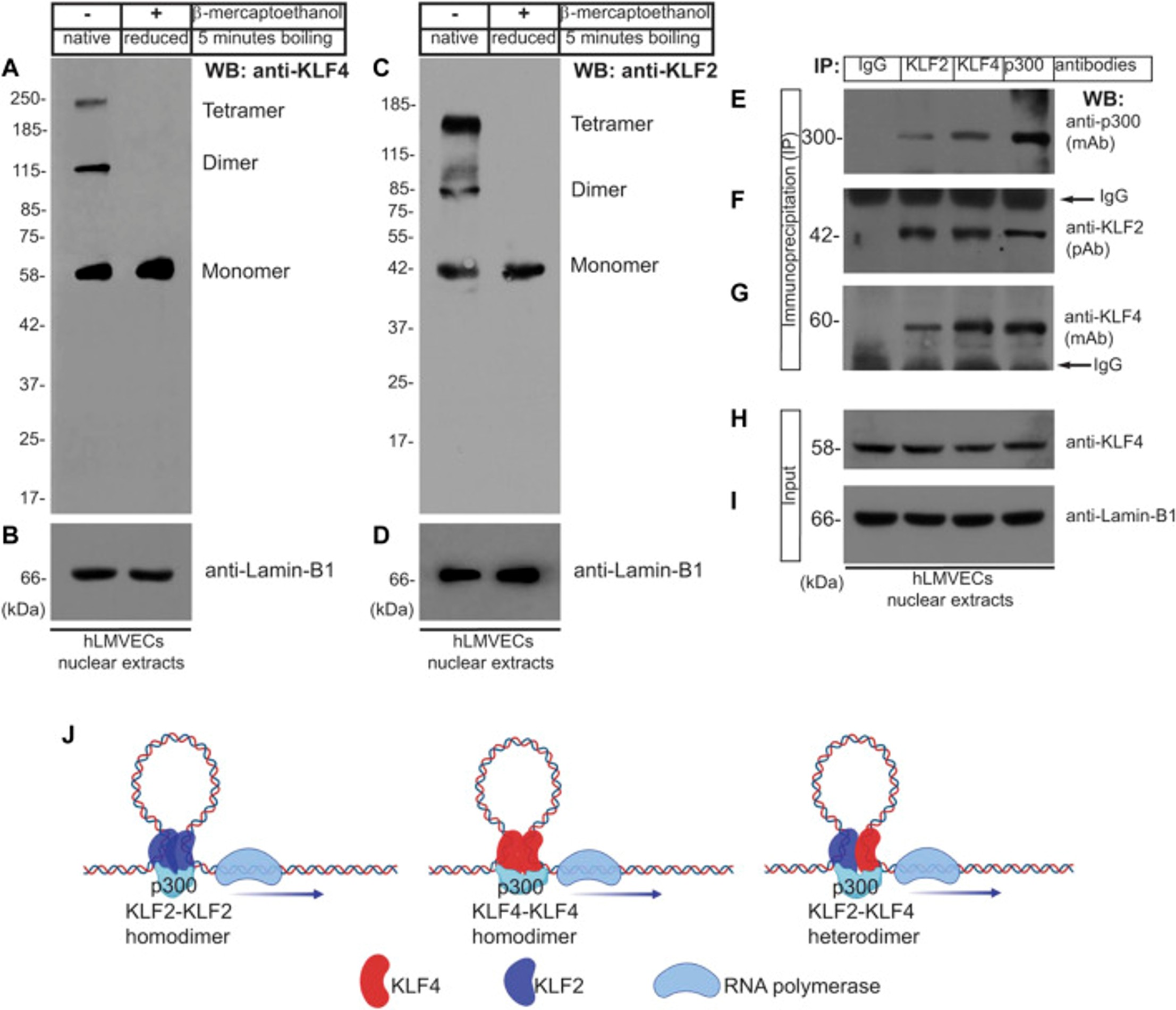 Western Blot using KLF4