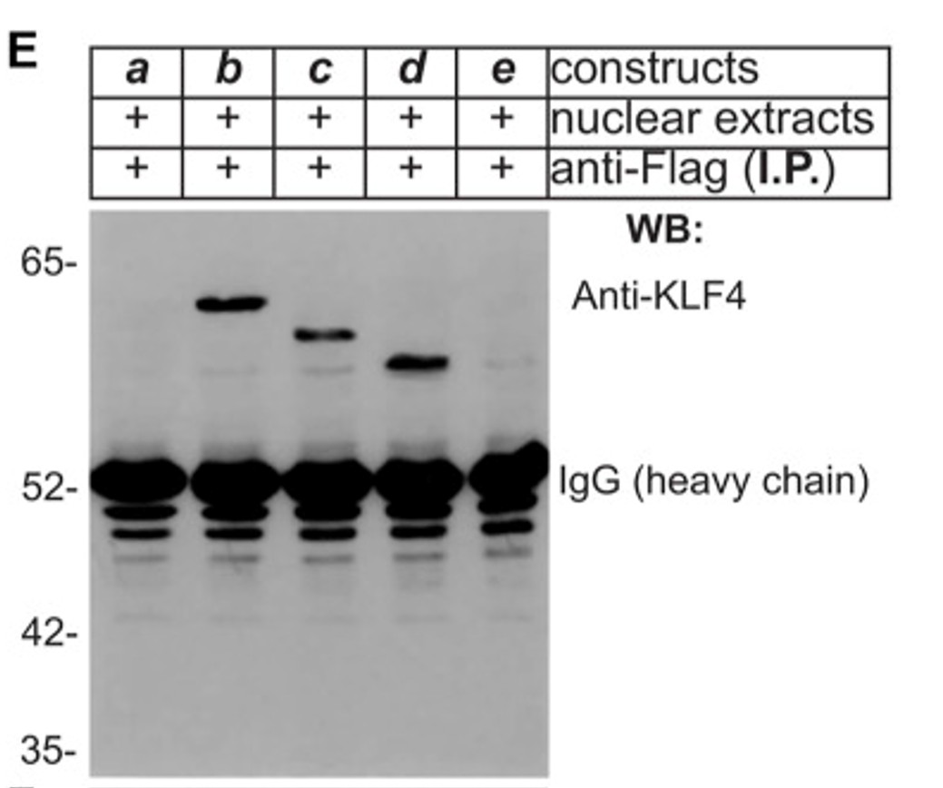 Western Blot using KLF4
