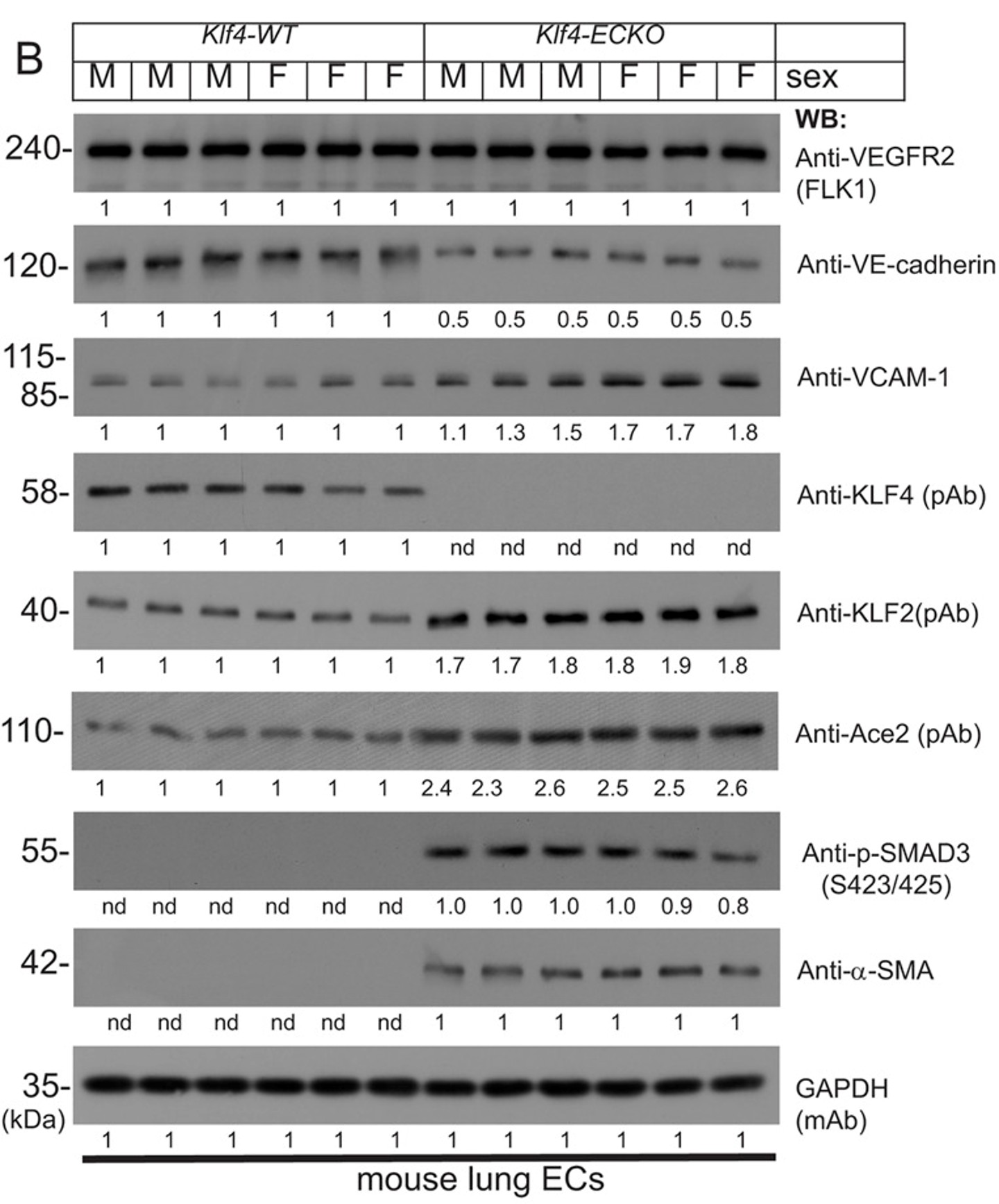 Western Blot using KLF4