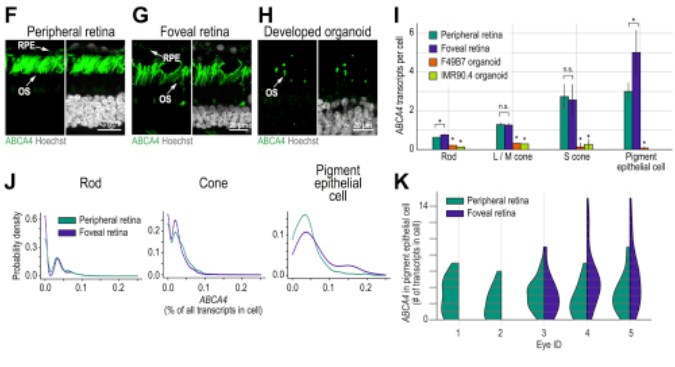 Immunofluorescence using ABCA4