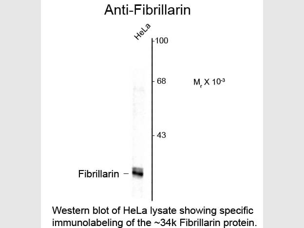 Western Blot of Anti-Fibrillarin (Mouse) Antibody - 200-301-D39