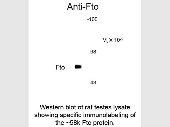 Western Blot of Anti-FTO (Fat mass and obesity related protein) (Mouse) Antibody - 200-301-D41