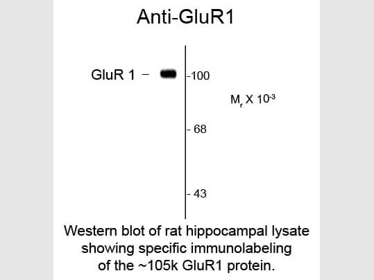 Western Blot of Anti-GluR1 (Mouse) Antibody - 200-301-D61