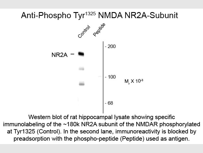 Western blot of Anti-NMDA R2A pT1325 (Rabbit) Antibody - 600-401-D90