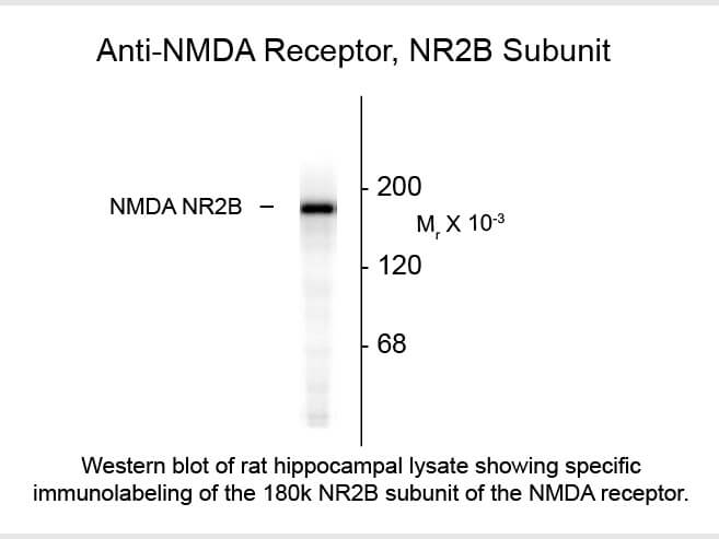 Western blot of Anti-NMDA R2B (Rabbit) Antibody - 100-401-C87