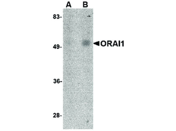 Western Blot of ORAI1 Antibody