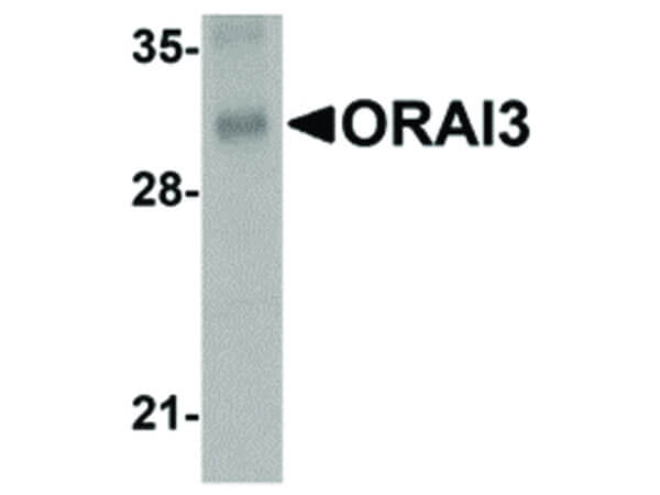 Western Blot of ORAI3 Antibody
