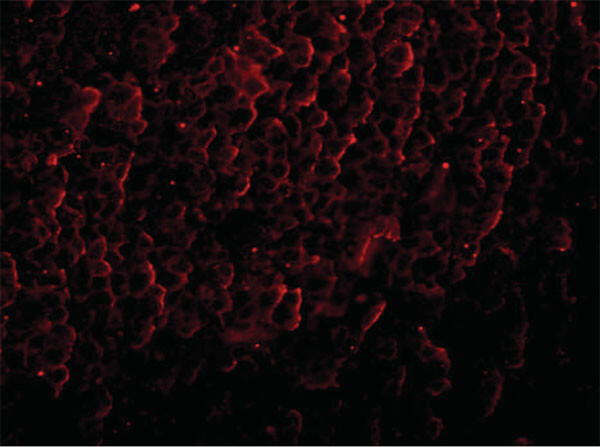 Immunofluorescence of ORAI3 Antibody