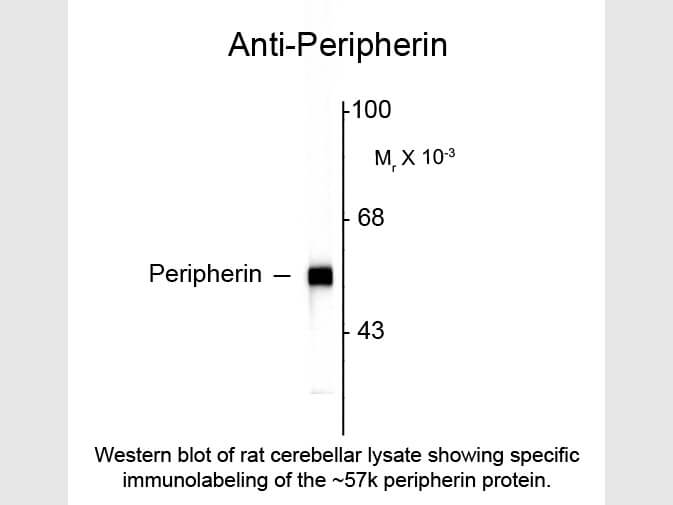 Peripherin Antibody