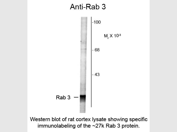 Western blot of Anti-Rab 3 (Rabbit) Antibody - 612-401-E20