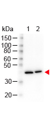 Western Blot - N-Term ß-Actin (Mouse) Monoclonal Antibody