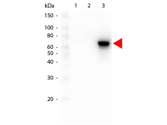 AKT3 Antibody