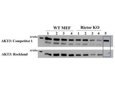 Western Blot of AKT3 antibody