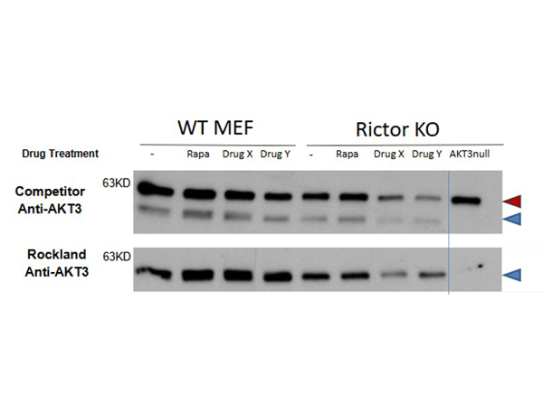 Western blot comparative study using Anti-AKT3 Antibody