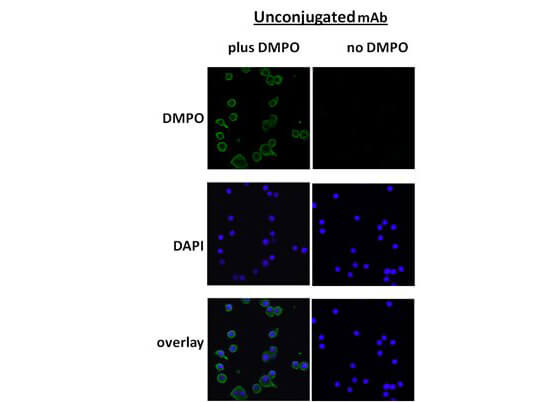 DMPO Immunofluorescence