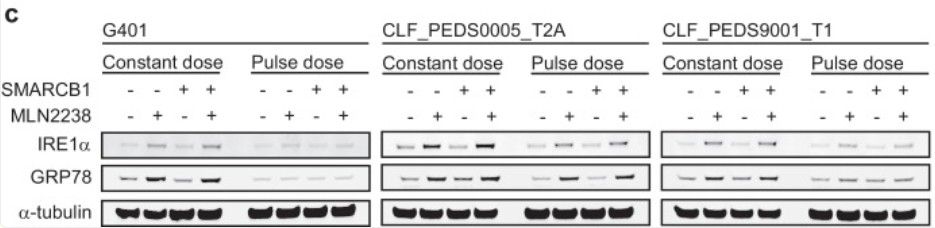 Western Blot using GRP78