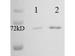 Hsp70/Hsc 70 Western blot