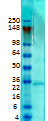 KChIP2K Western Blot