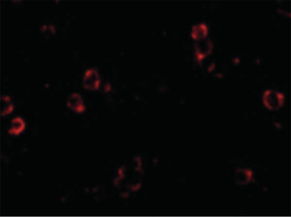 Immunofluorescence of XBP-1 Antibody
