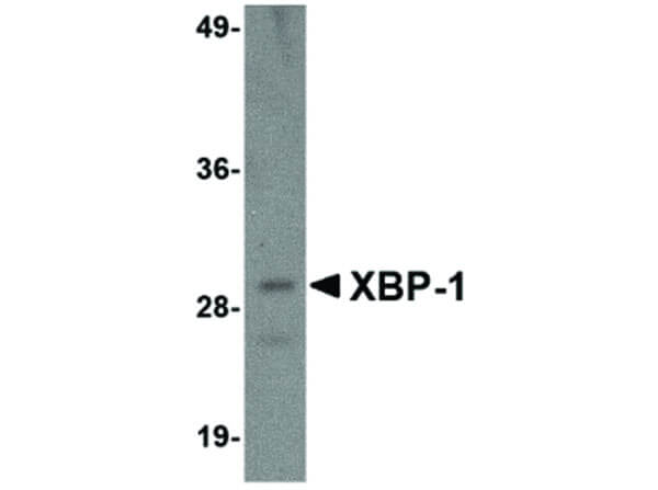 Western Blot of XBP-1 Antibody