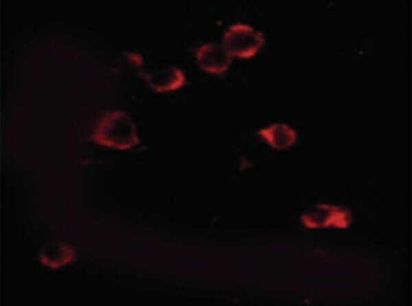 Immunofluorescence of XBP-1 Antibody