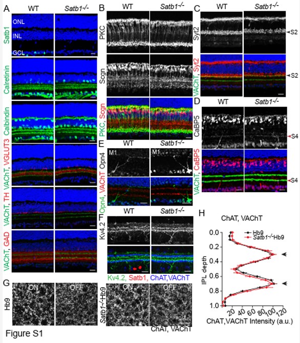 Immunofluorescence using Kv4.2