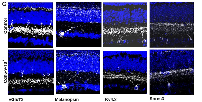 Immunofluorescence using Kv4.2