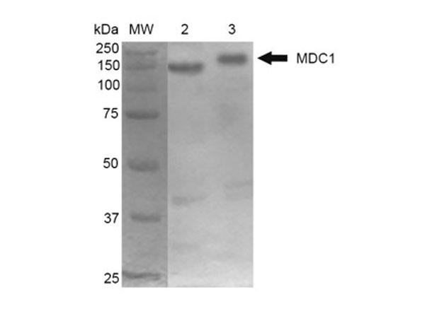 Western Blot of Anti-MDC1