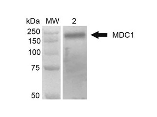 Western Blot of Anti-MDC1