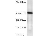 p23 Western Blot