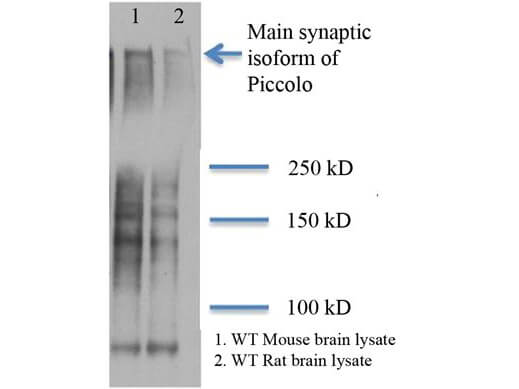 Piccolo Western Blot