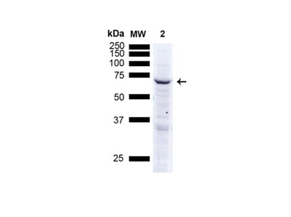 Western Blot of Anti-Rhodopsin