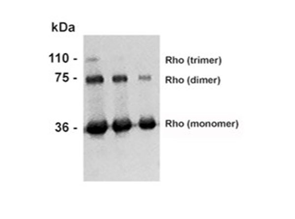 Western Blot of Anti-Rhodopsin