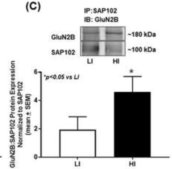 Western Blot using SAP10