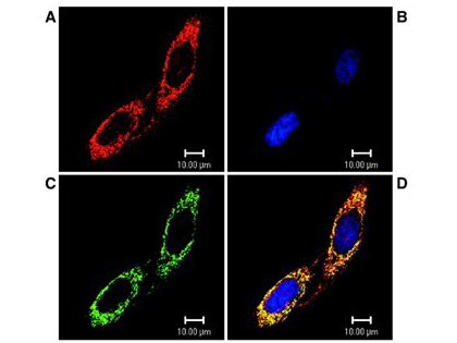 Trap1 Immunofluorescence