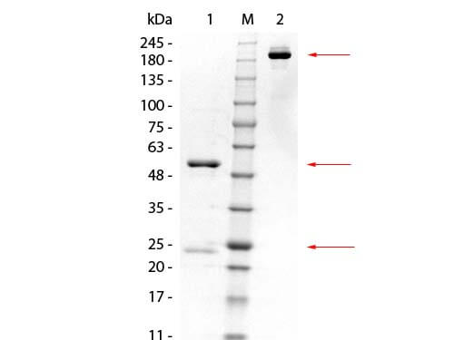 GSTK1 Monoclonal Antibody - SDS-PAGE