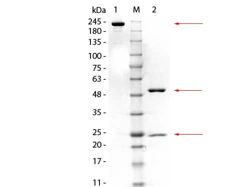 GSTM3 Monoclonal Antibody - SDS-PAGE