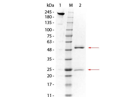 GST01 Monoclonal Antibody - SDS-PAGE