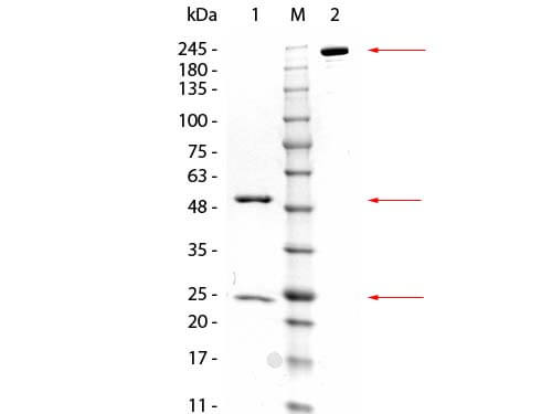 GSTZ1 Monoclonal Antibody - SDS-PAGE