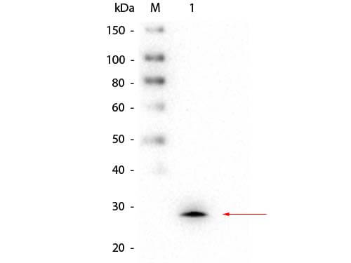 GSTM1 Monoclonal Antibody - Western Blot