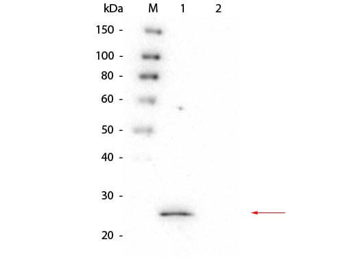 GSTS1 Monoclonal Antibody - Western Blot