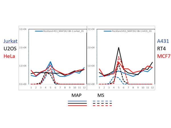 PAGE-MAP (microsphere affinity proteomics) of Mouse Anti-MEK2/MAP2K2 Antibody