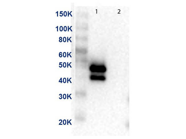 MEK1 C-Term Antibody HRP