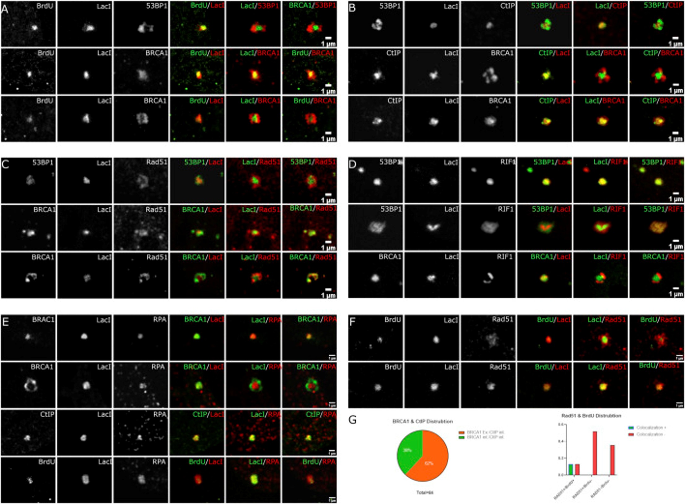 Immunofluorescence using BrdU