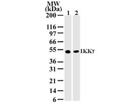 IKK gamma Antibody