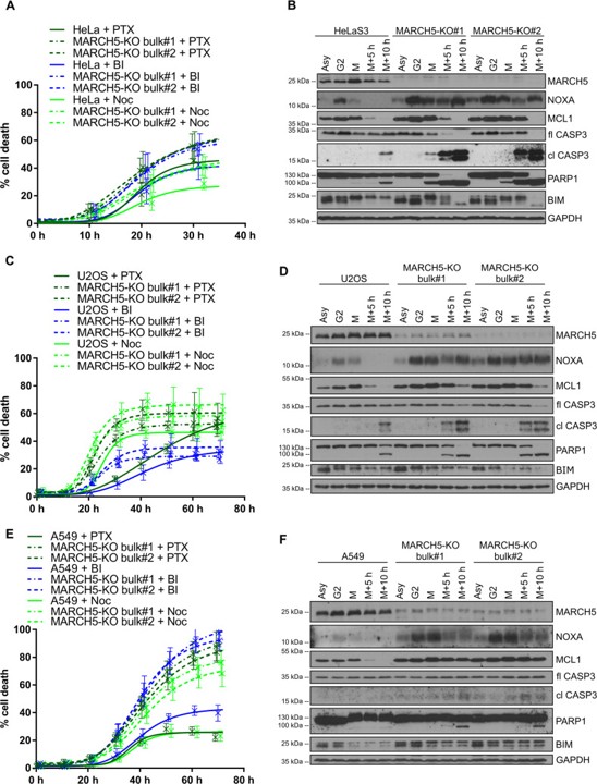 Western blot using NOXA