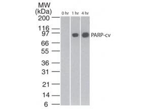 PARP Antibody